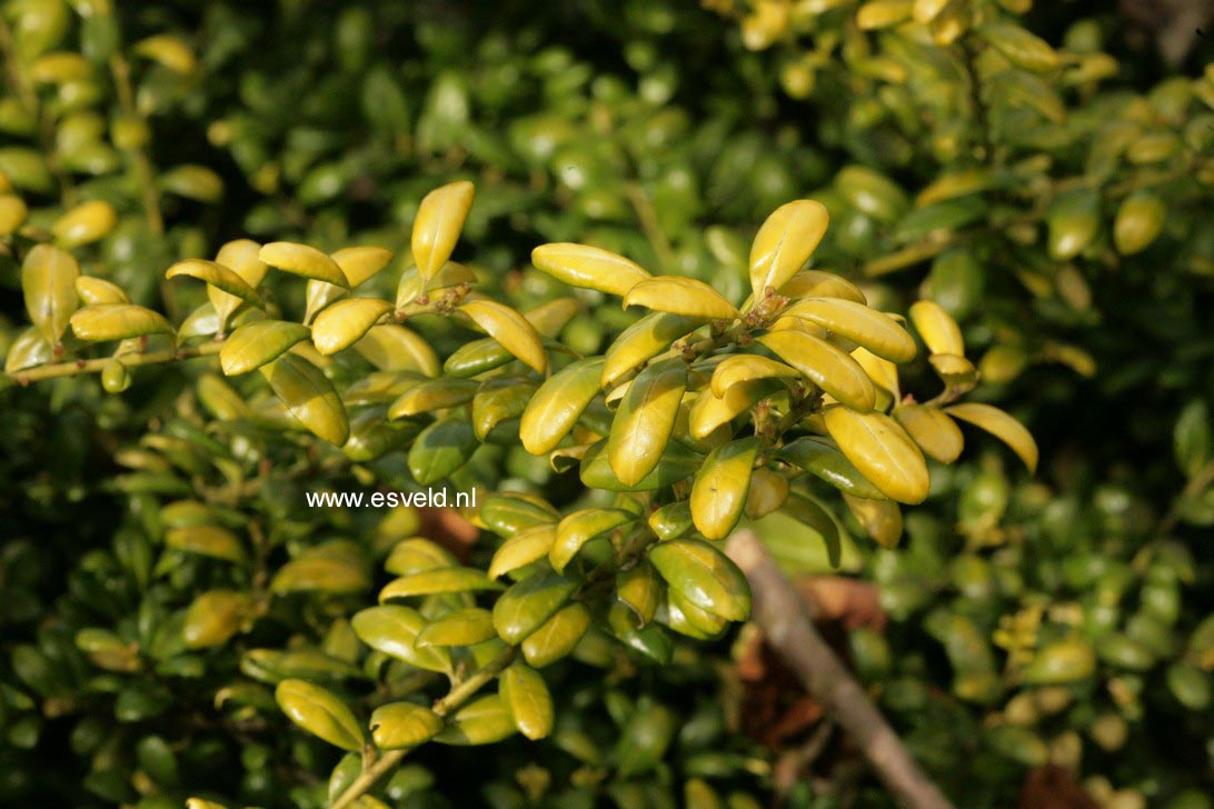 Ilex crenata 'Convexed Gold'