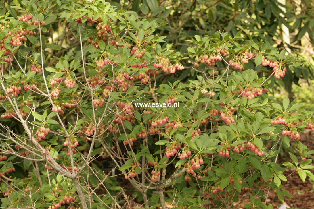 Enkianthus campanulatus 'Red Bells'