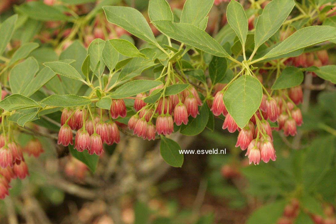 Enkianthus campanulatus 'Red Bells'