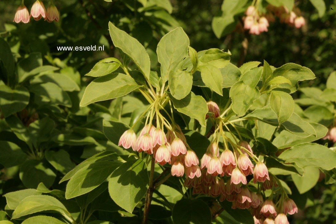 Enkianthus campanulatus 'Venus'