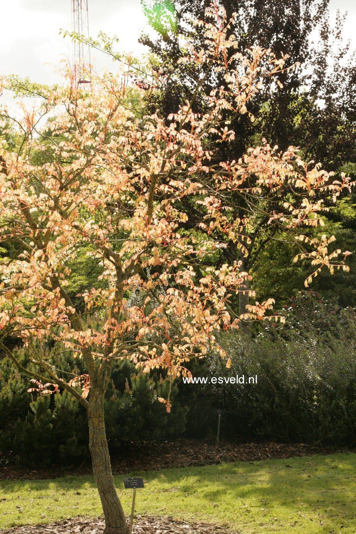 Koelreuteria paniculata 'Coral Sun'