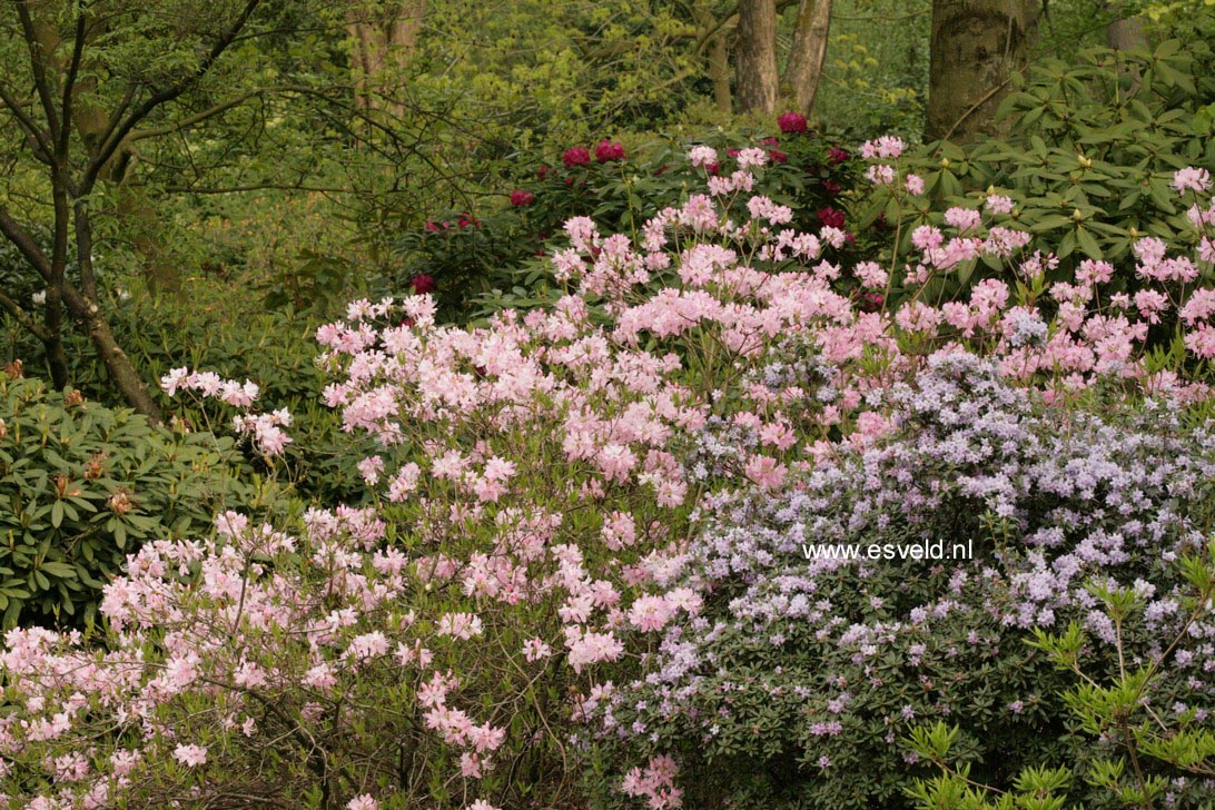 Rhododendron vaseyi