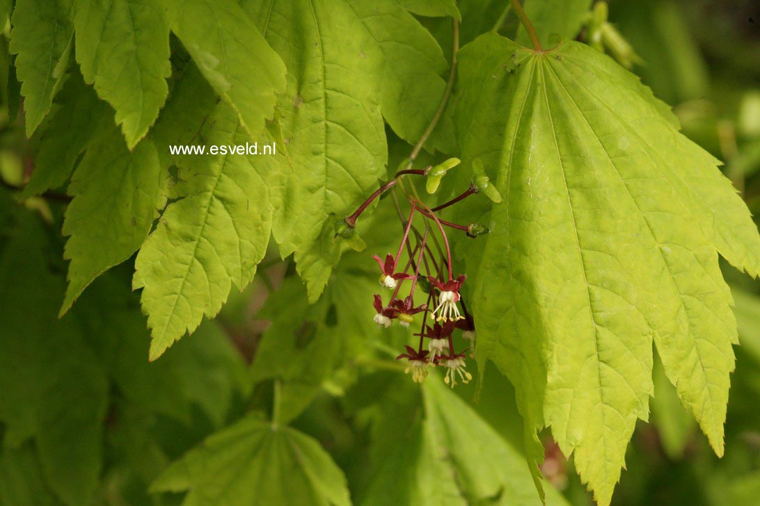 Acer circinatum