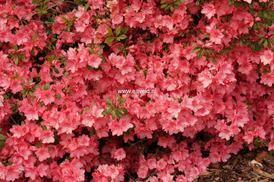 Azalea 'Blaauw's Pink'