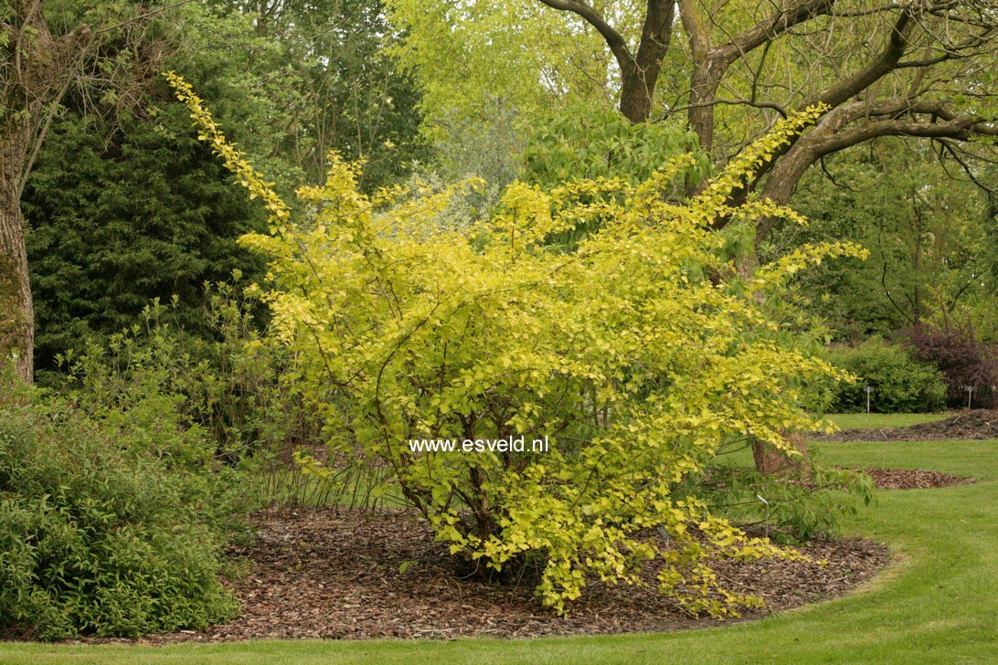 Physocarpus opulifolius 'Luteus'