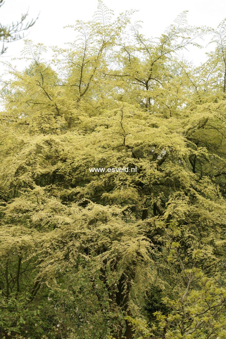 Ulmus parvifolia 'Geisha'