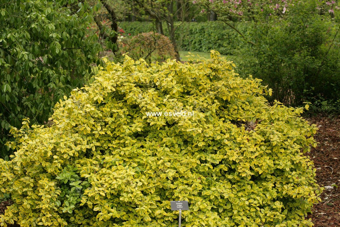 Euonymus fortunei 'Sunshine'