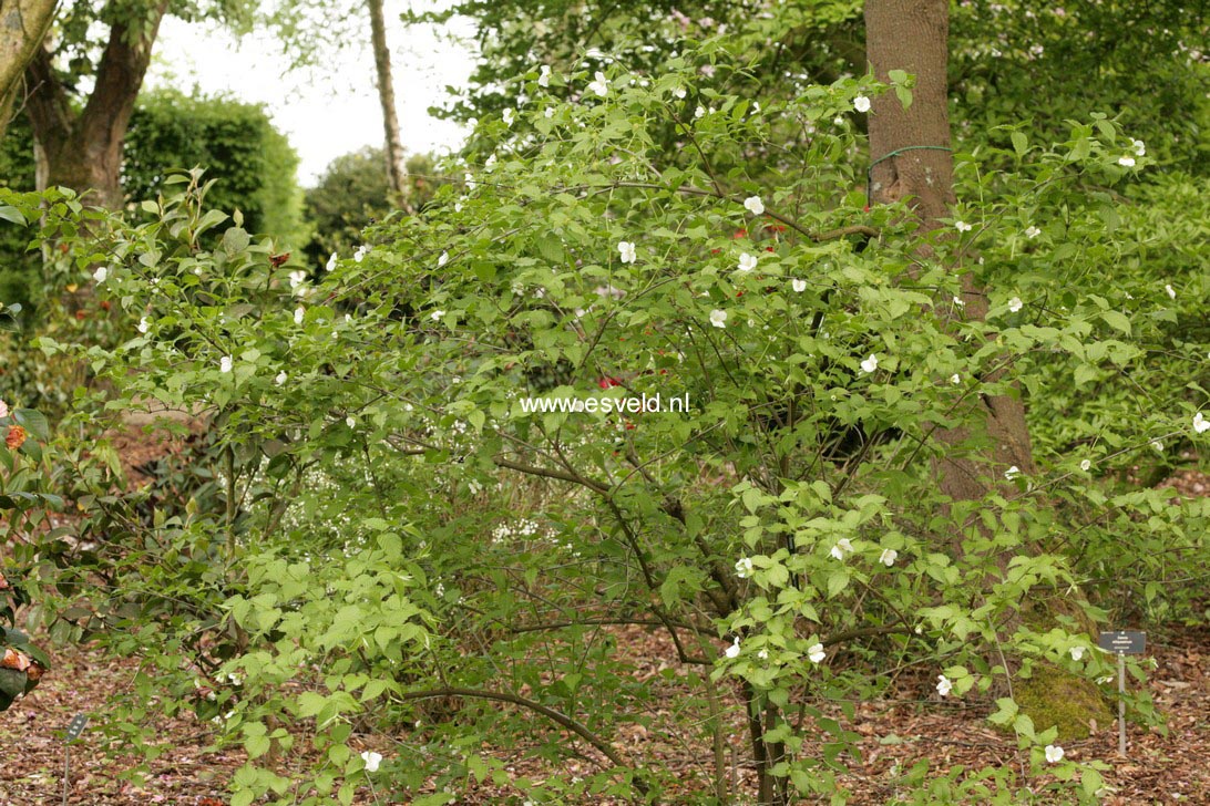 Rhodotypos scandens