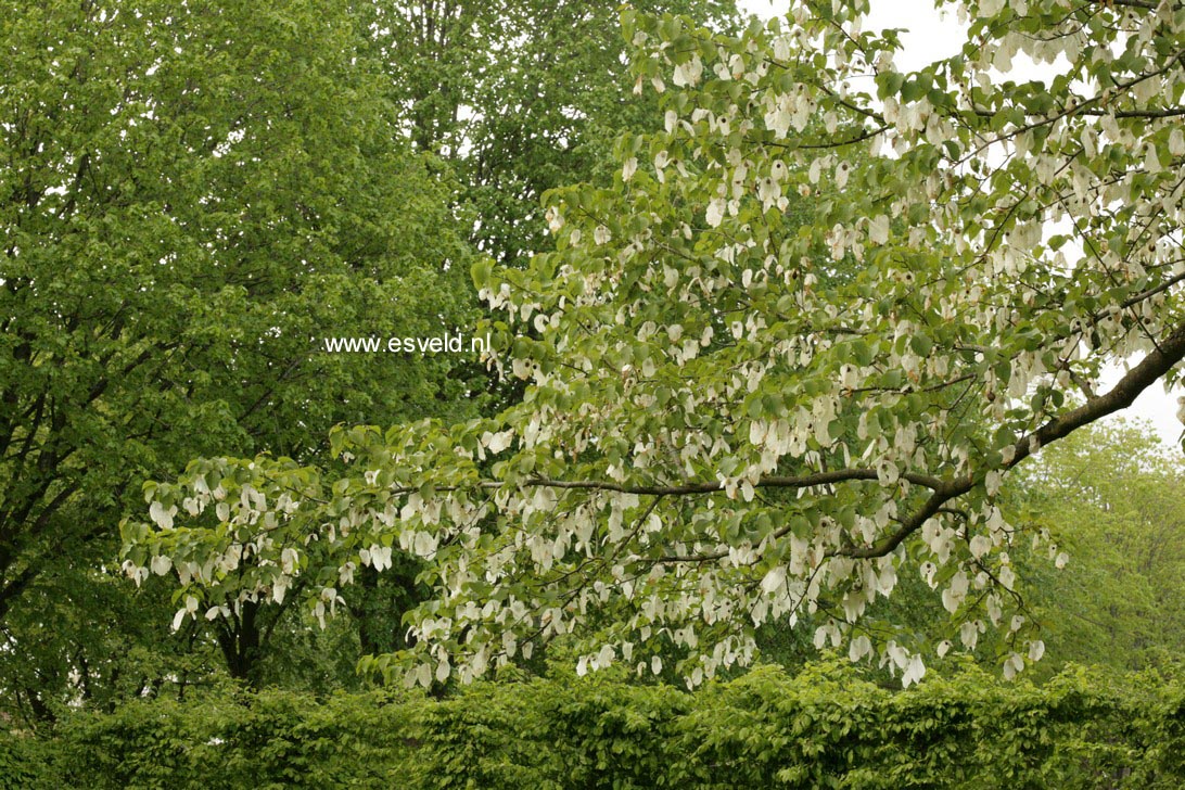 Davidia involucrata