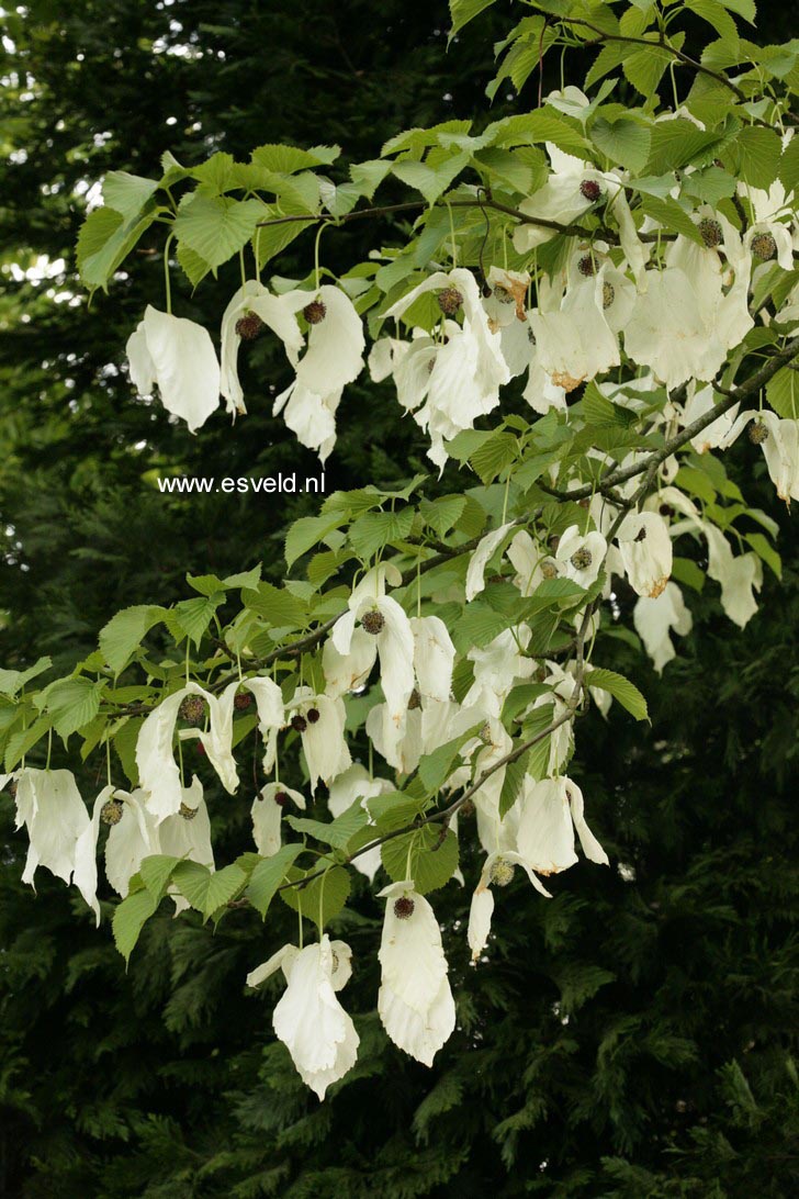 Davidia involucrata