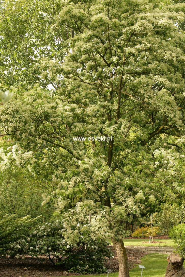 Viburnum sieboldii