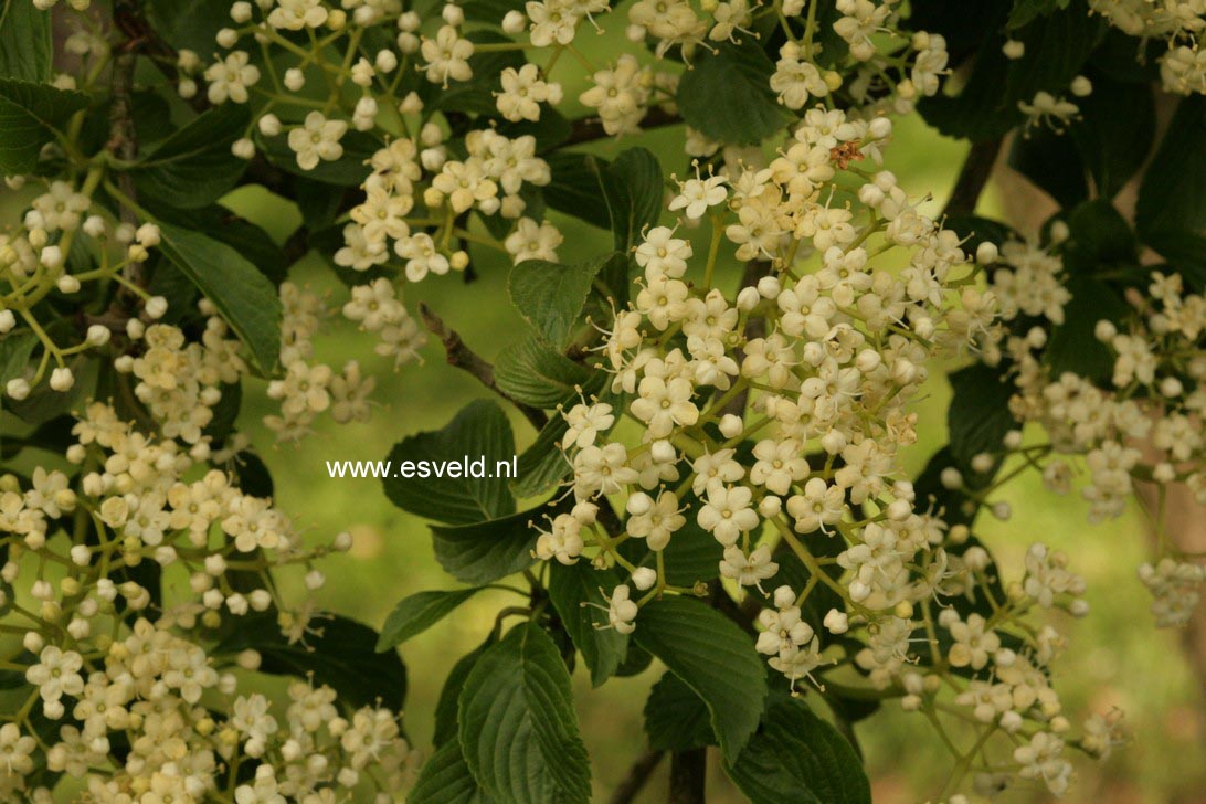 Viburnum sieboldii