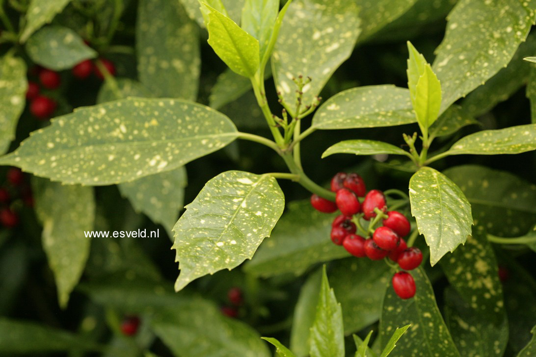 Aucuba japonica 'Variegata'