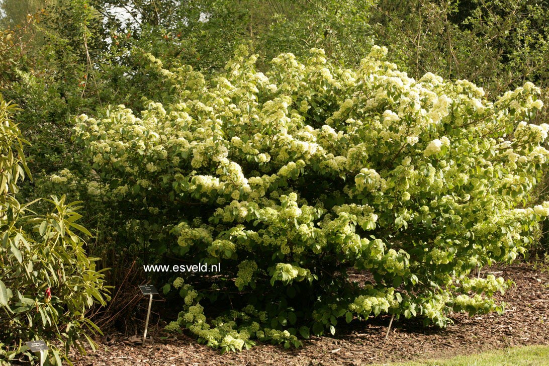 Viburnum plicatum 'Triumph'