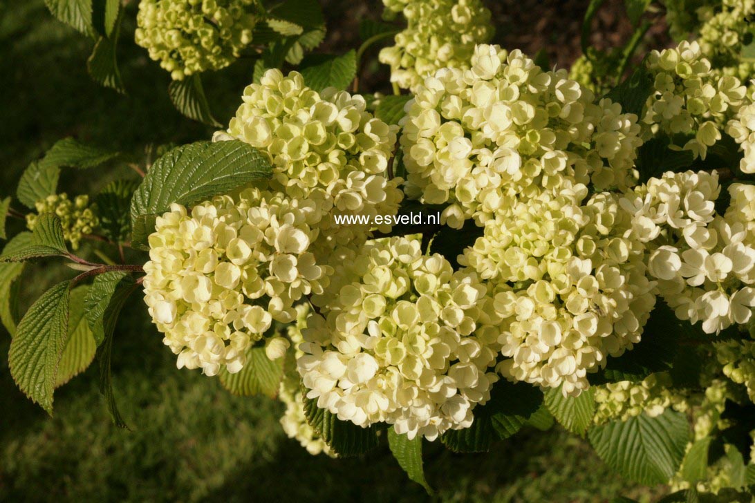 Viburnum plicatum 'Triumph'