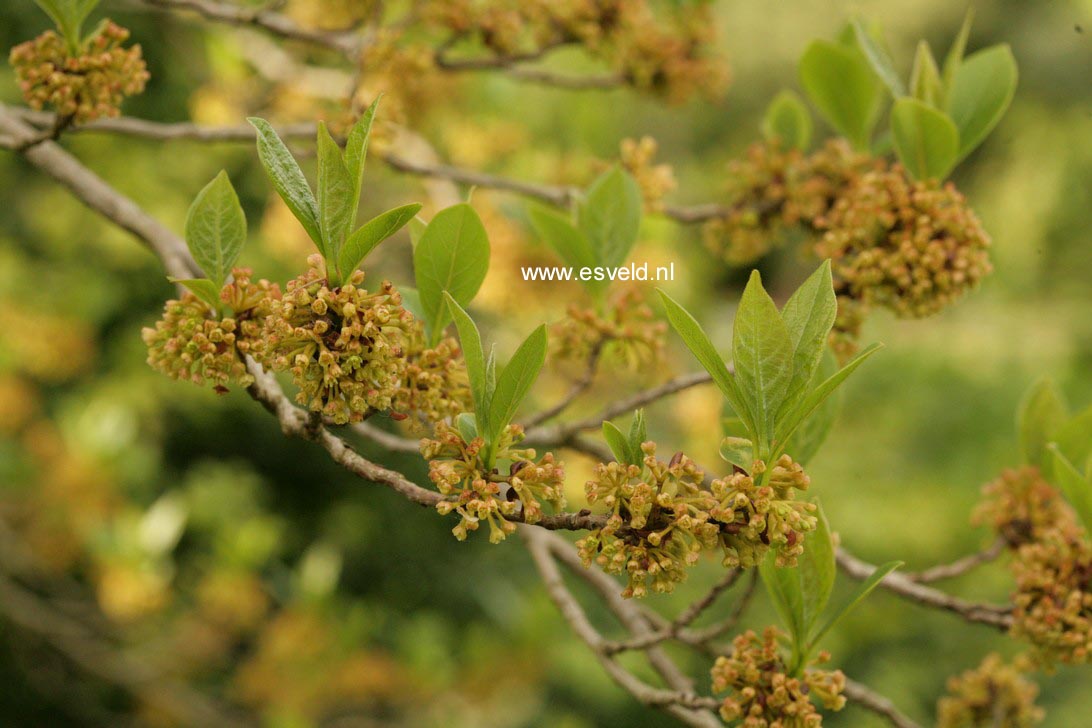 Lindera erythrocarpa