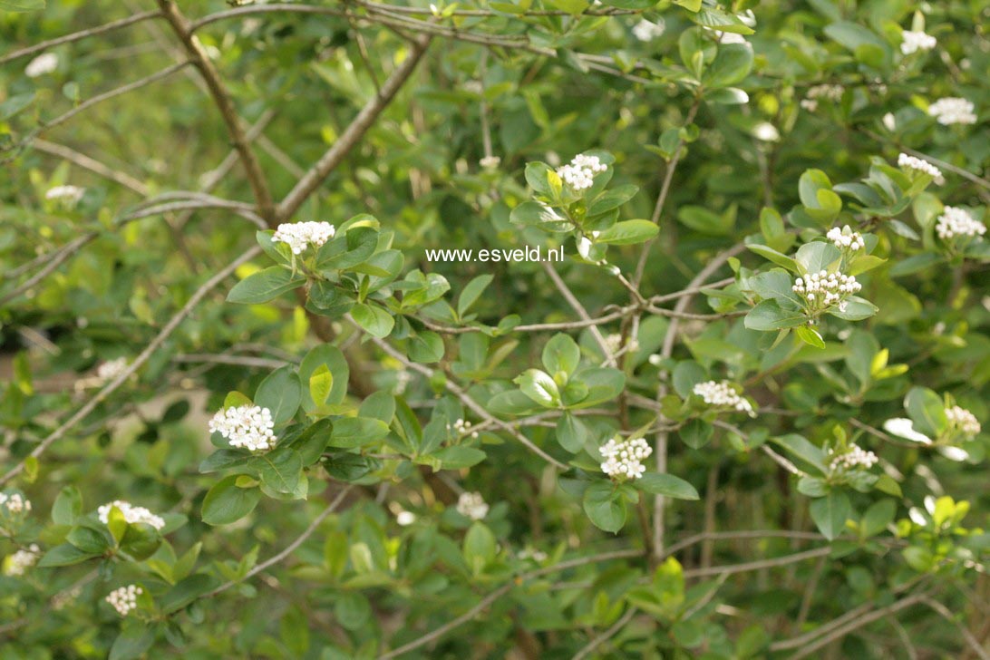 Aronia prunifolia 'Viking'