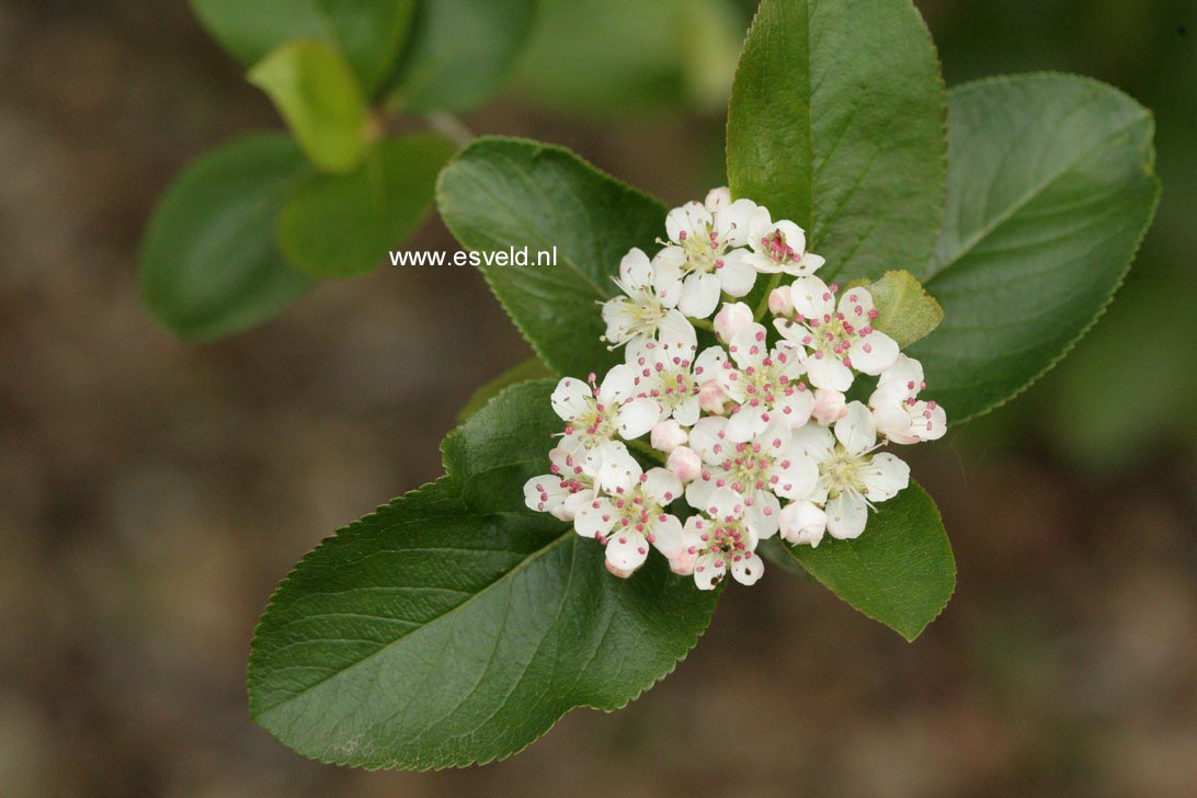 Aronia prunifolia 'Viking'