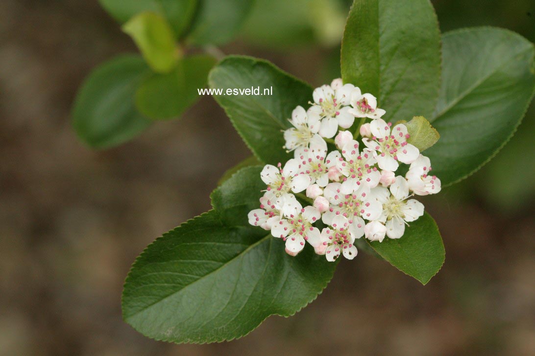 Aronia prunifolia 'Viking'