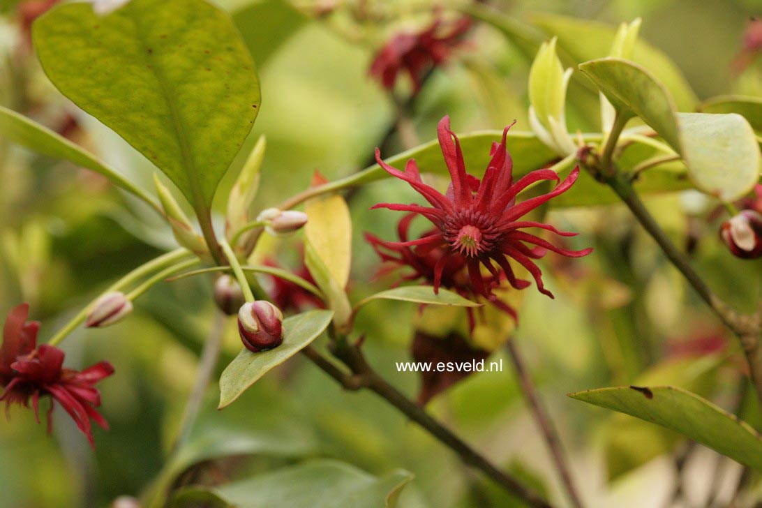 Illicium henryi