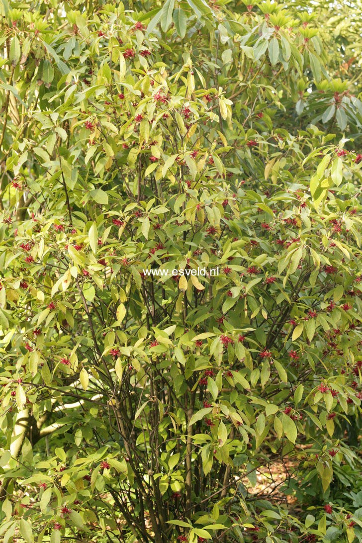 Illicium henryi