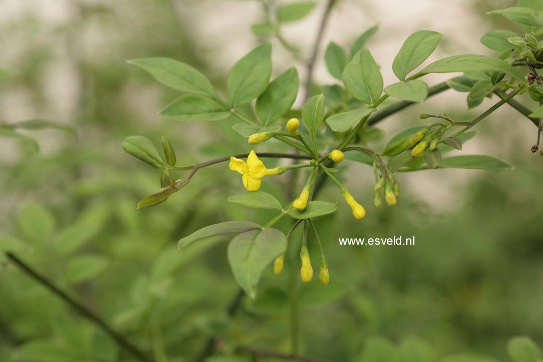 Jasminum humile