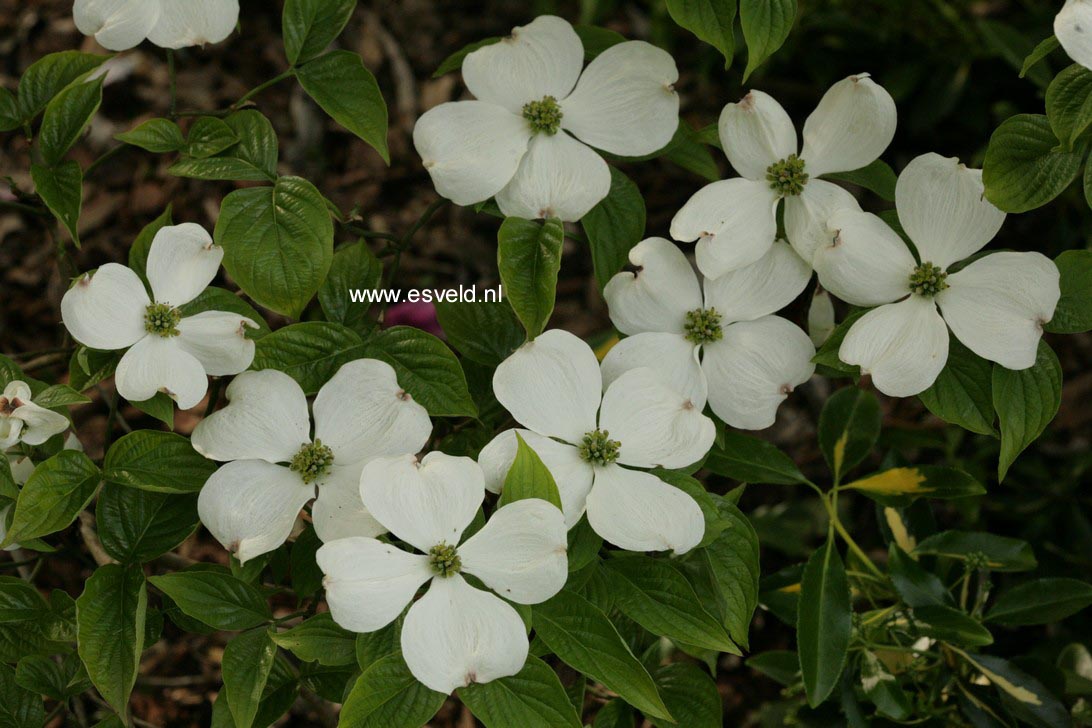 Cornus florida 'White Cloud'