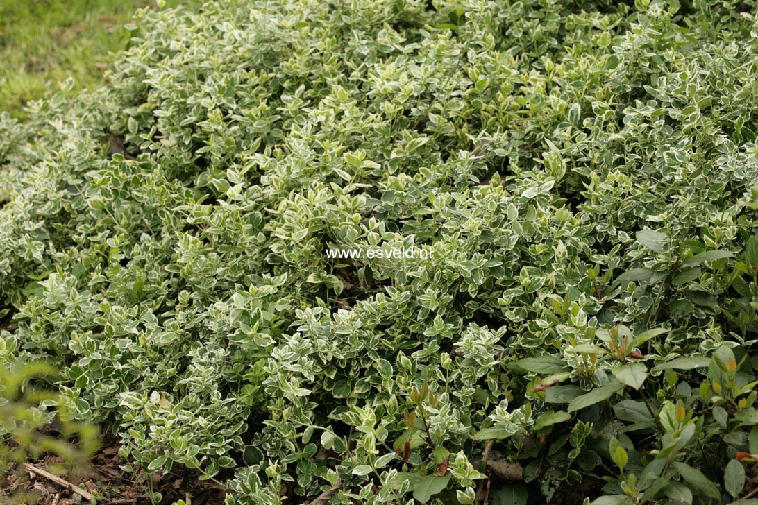 Euonymus fortunei 'Silver Queen'