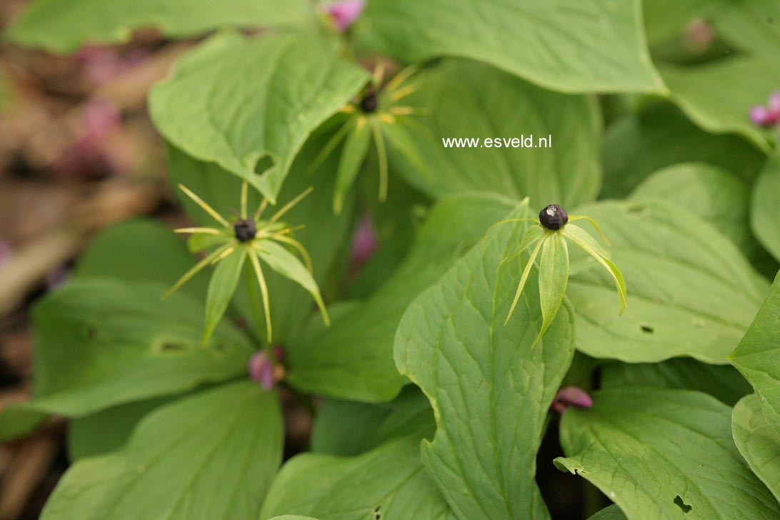 Paris quadrifolia