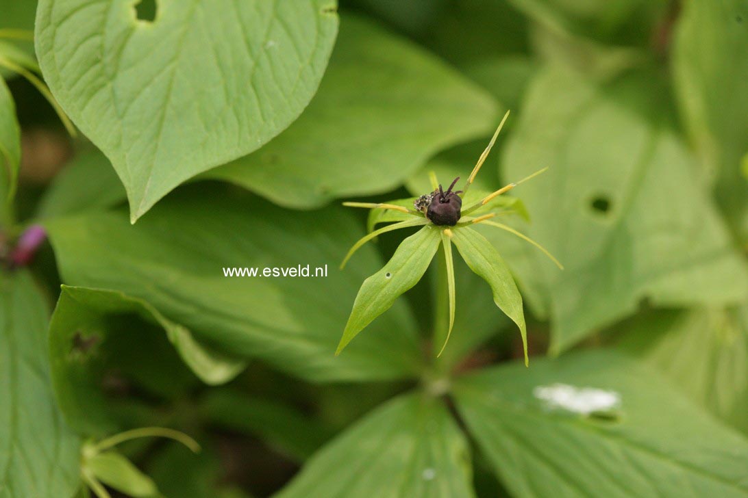 Paris quadrifolia