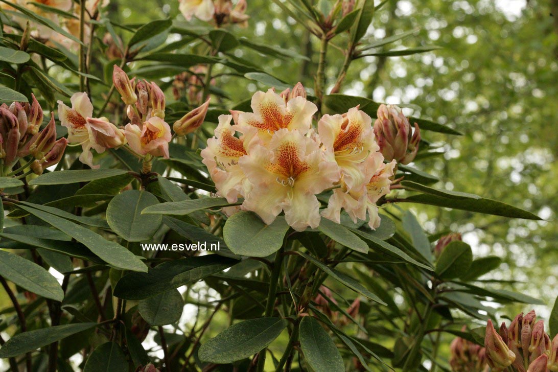 Rhododendron 'Bernstein'