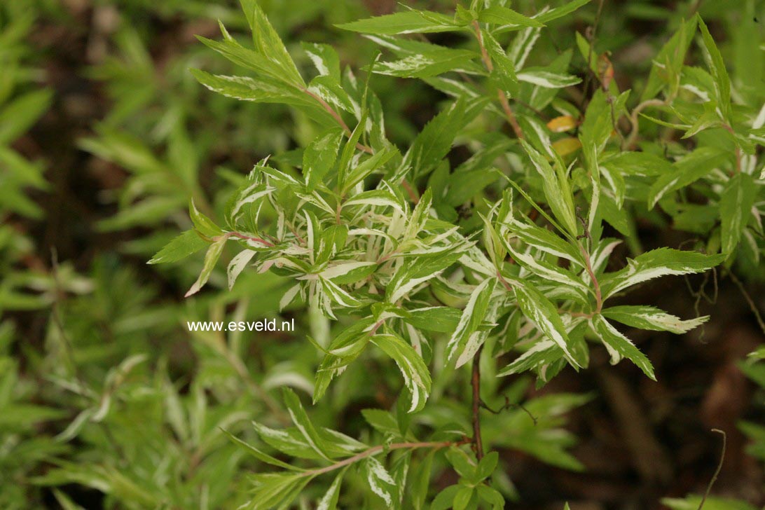 Spiraea thunbergii 'Mount Fuji'