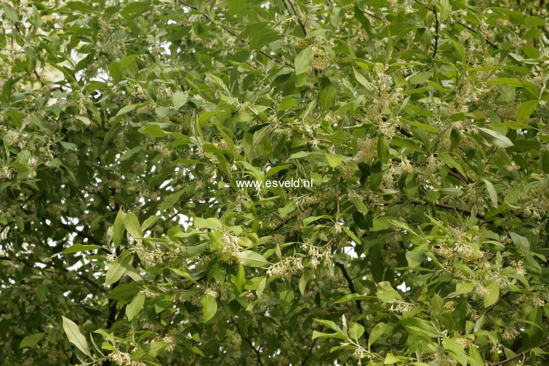 Elaeagnus multiflora