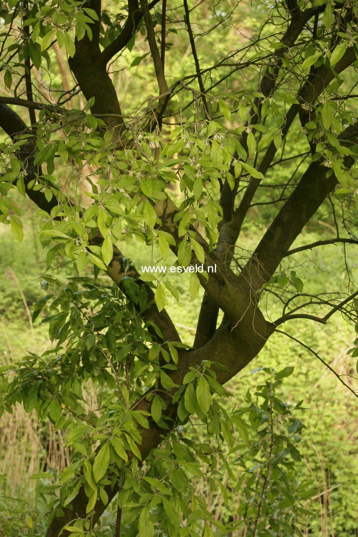 Elaeagnus multiflora