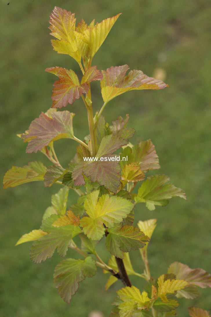 Physocarpus opulifolius 'Jefam' (AMBER JUBILEE)