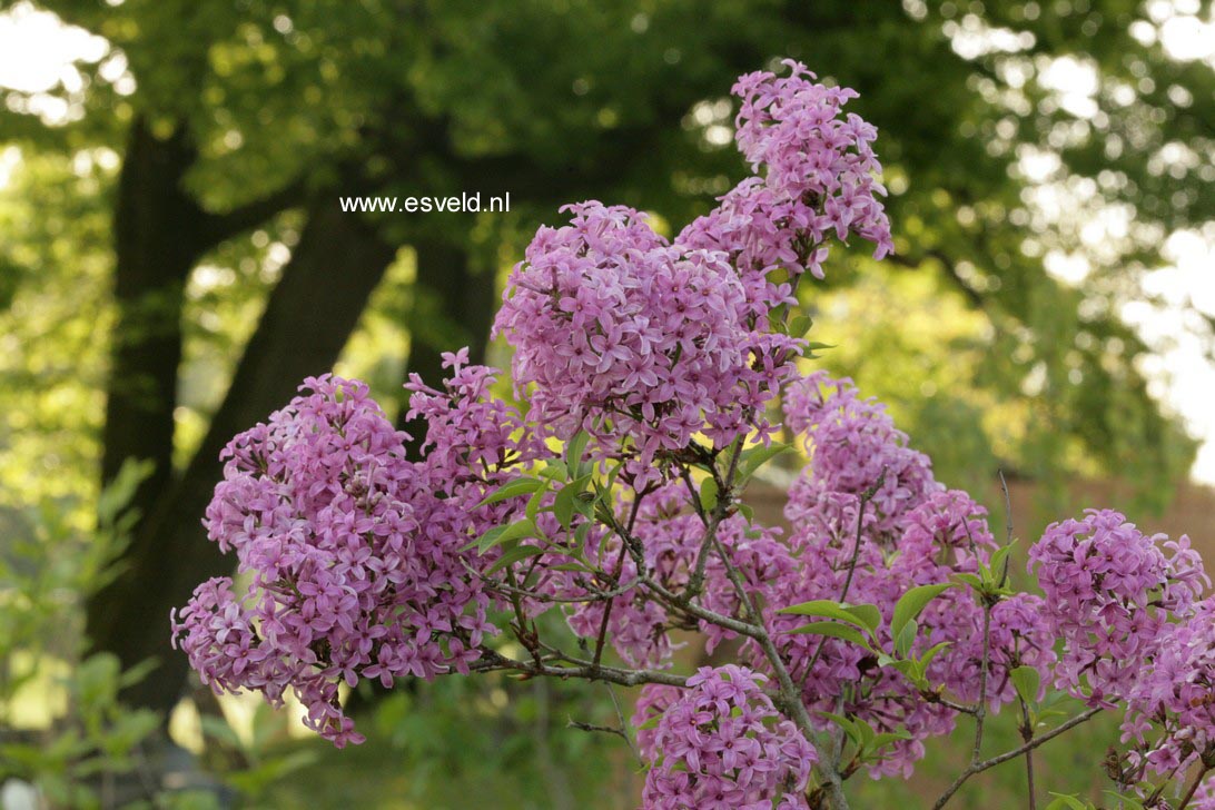 Syringa chinensis 'Saugeana'