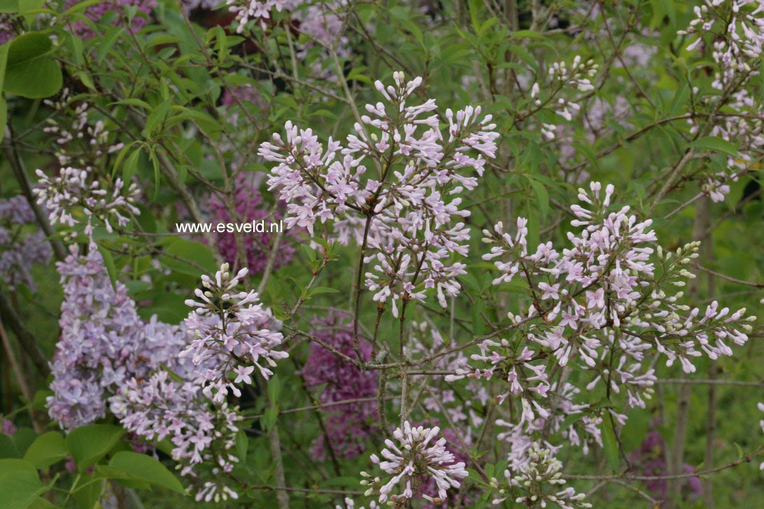 Syringa persica