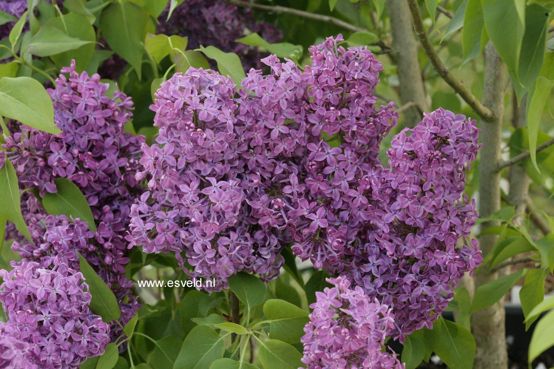 Syringa vulgaris 'Ruhm von Horstenstein'