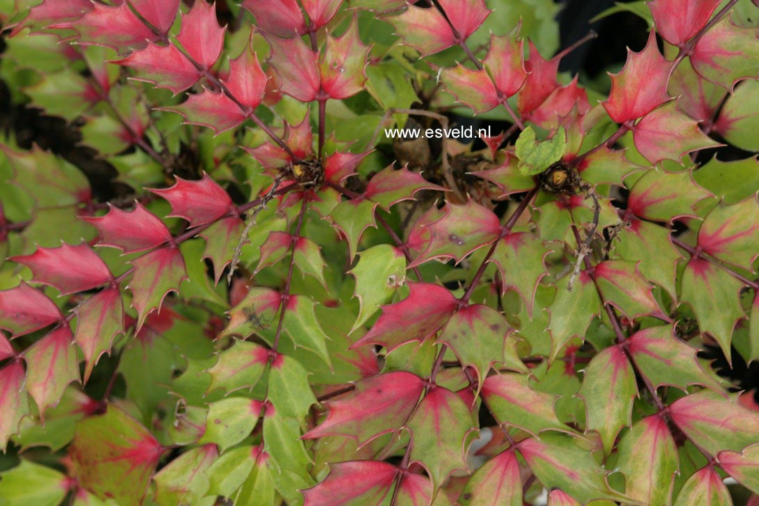 Mahonia 'Cabaret'