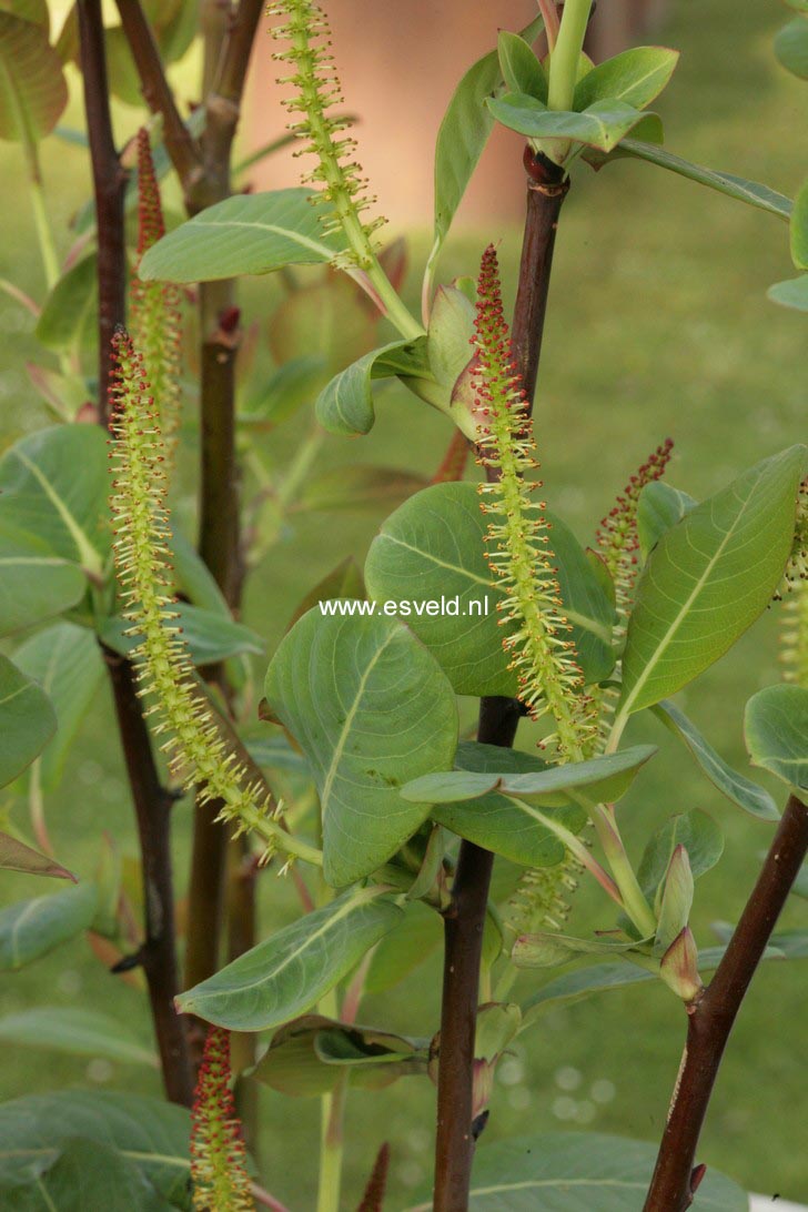 Salix magnifica