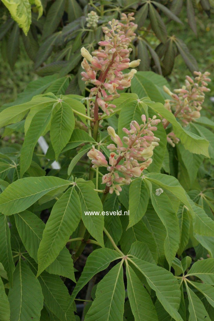 Aesculus mutabilis 'Induta'