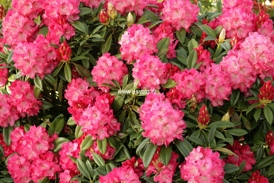 Rhododendron 'Berliner Liebe'