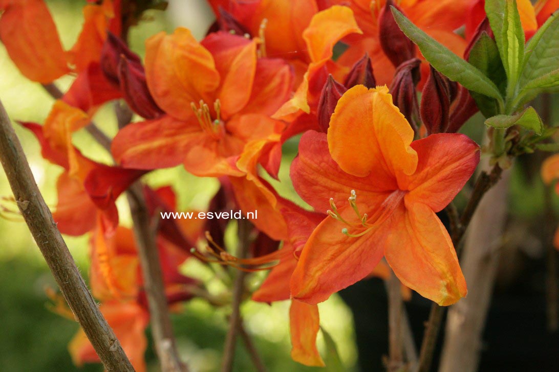 Azalea 'Golden Eagle'