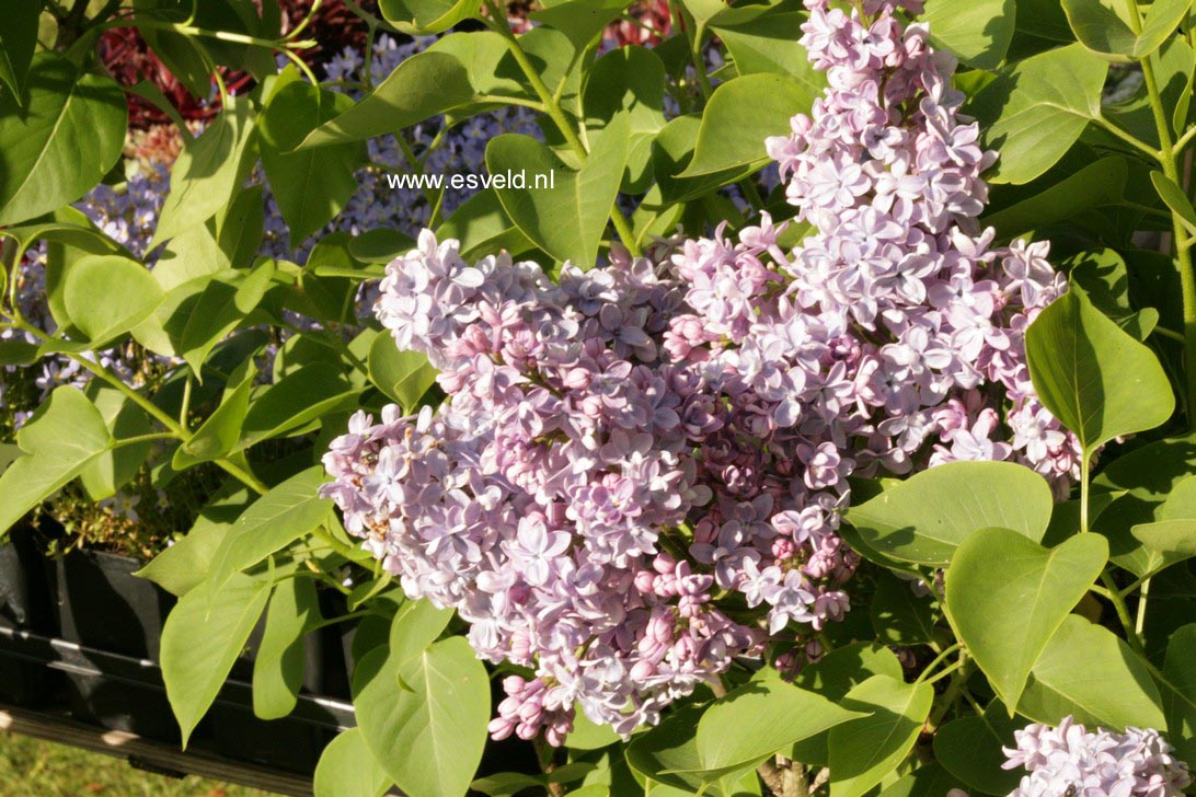 Syringa vulgaris 'Michel Buchner'