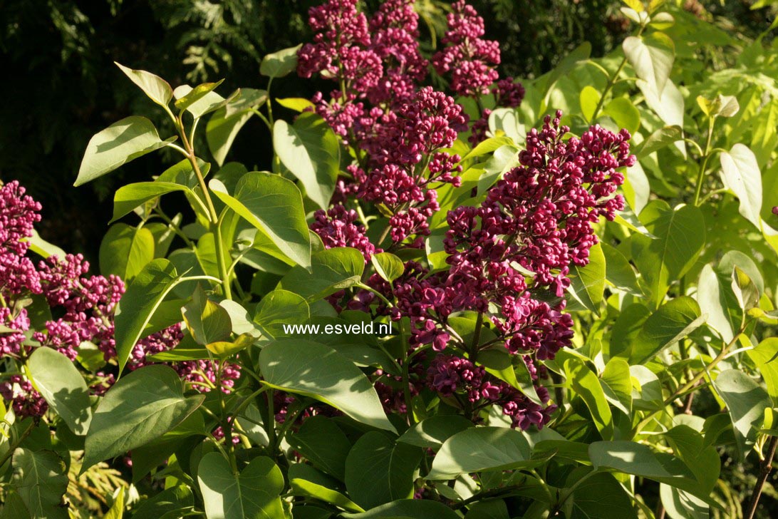 Syringa vulgaris 'Andenken an L. Spaeth'