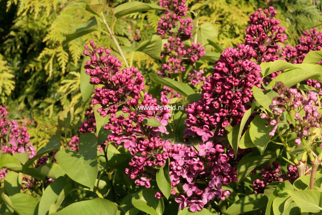 Syringa vulgaris 'Andenken an L. Spaeth'