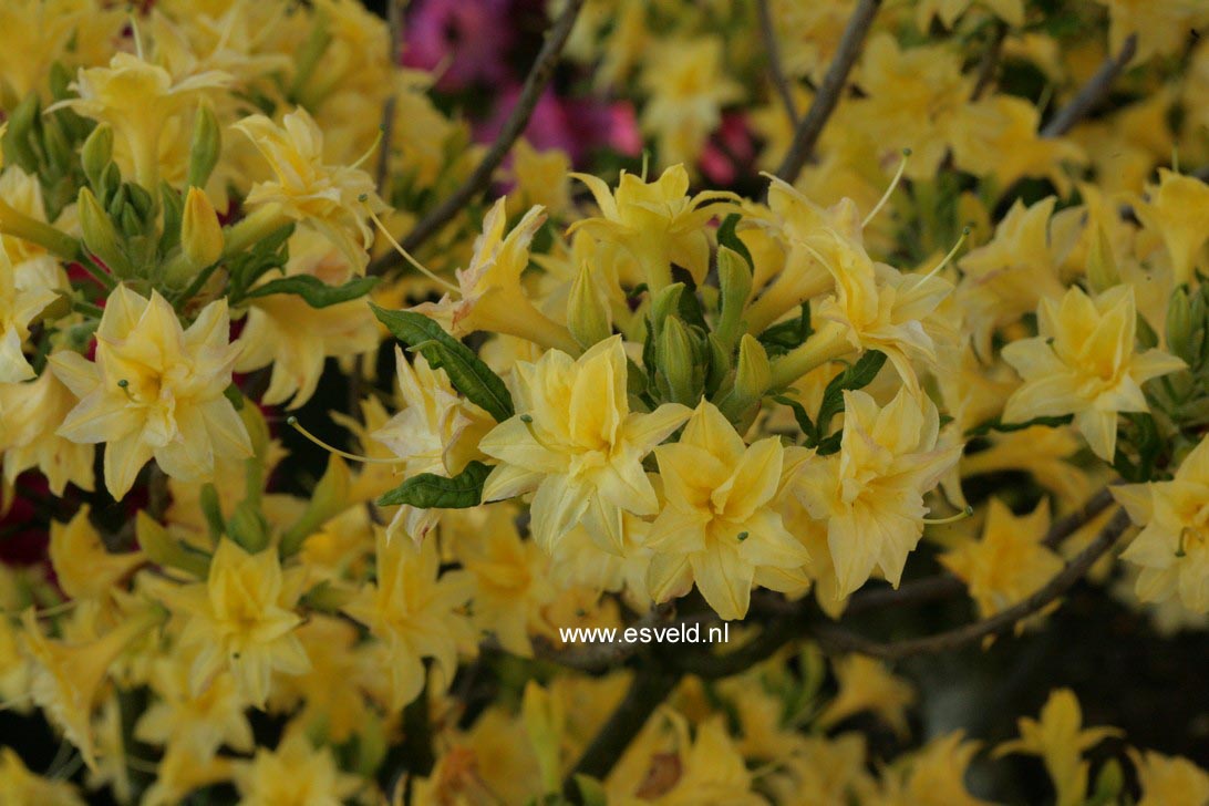 Azalea 'Narcissiflora'