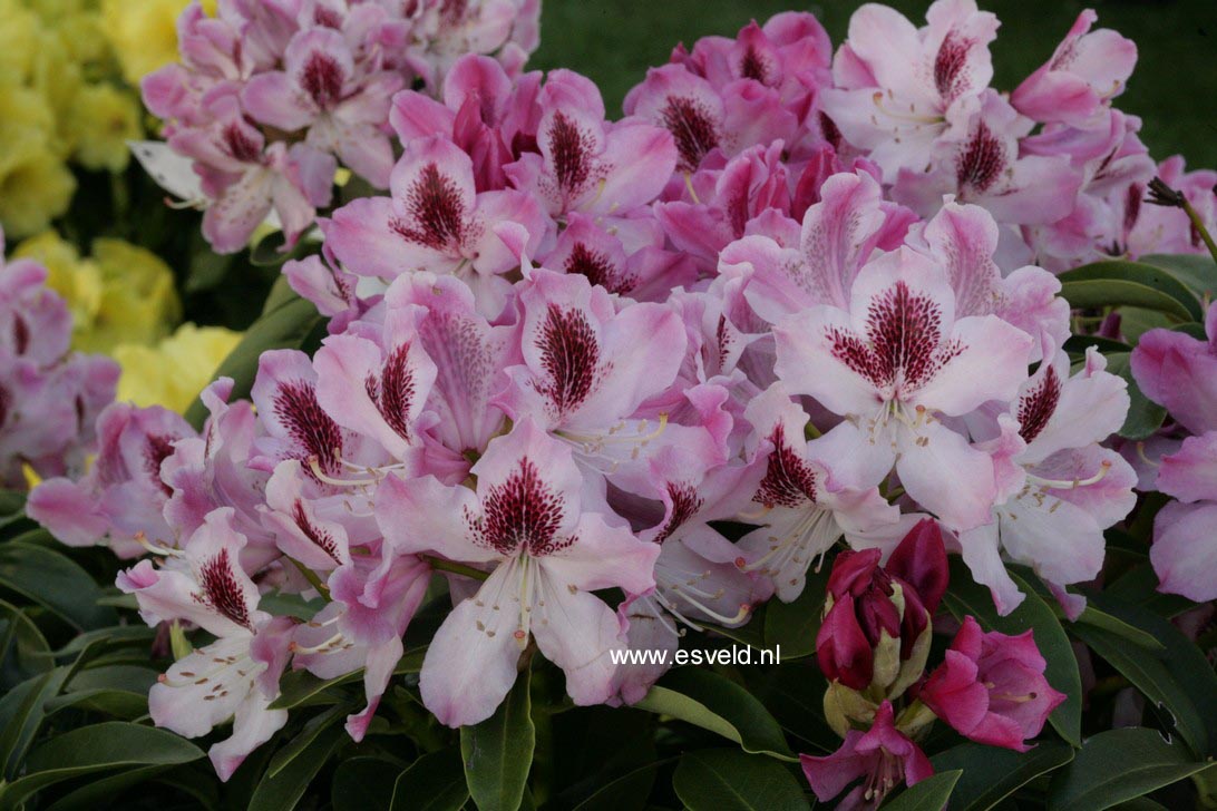 Rhododendron 'Helen Martin'