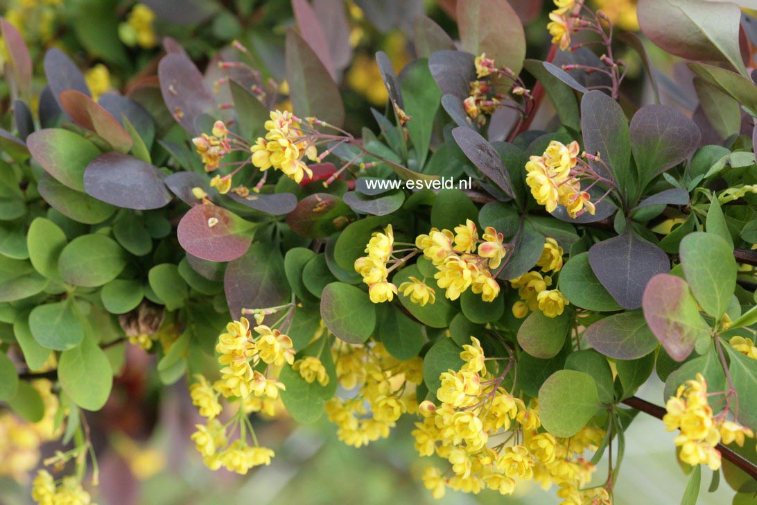 Berberis ottawensis 'Superba'