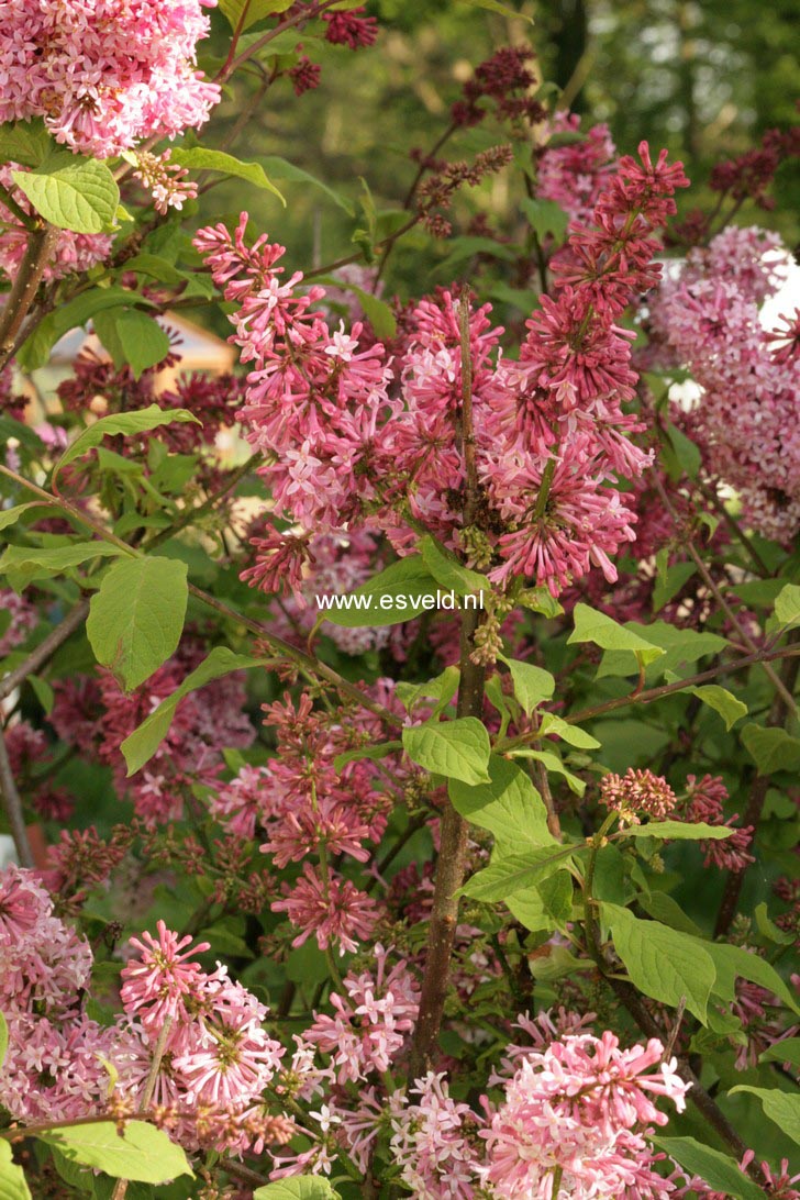 Syringa 'Miss Canada'